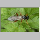 Pimpla cf contemplator - Schlupfwespe w09b 12mm fdet05.jpg